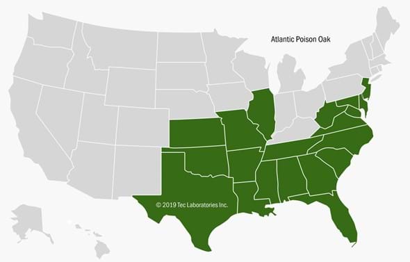 Map of Atlantic States where Atlantic Poison Oak grows.