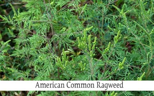 American Common Ragweed plant.
