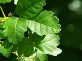 Poison Oak leaves.