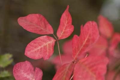 Red poison oak plant.