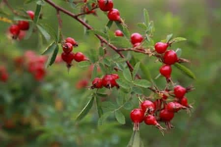 Image of Rose Hips plant.