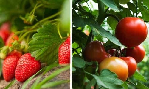 Strawberry and Tomato Plants