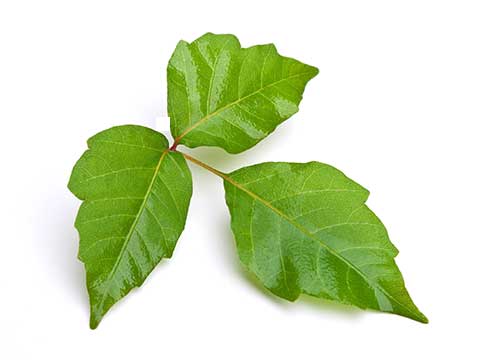 How does poison ivy work?