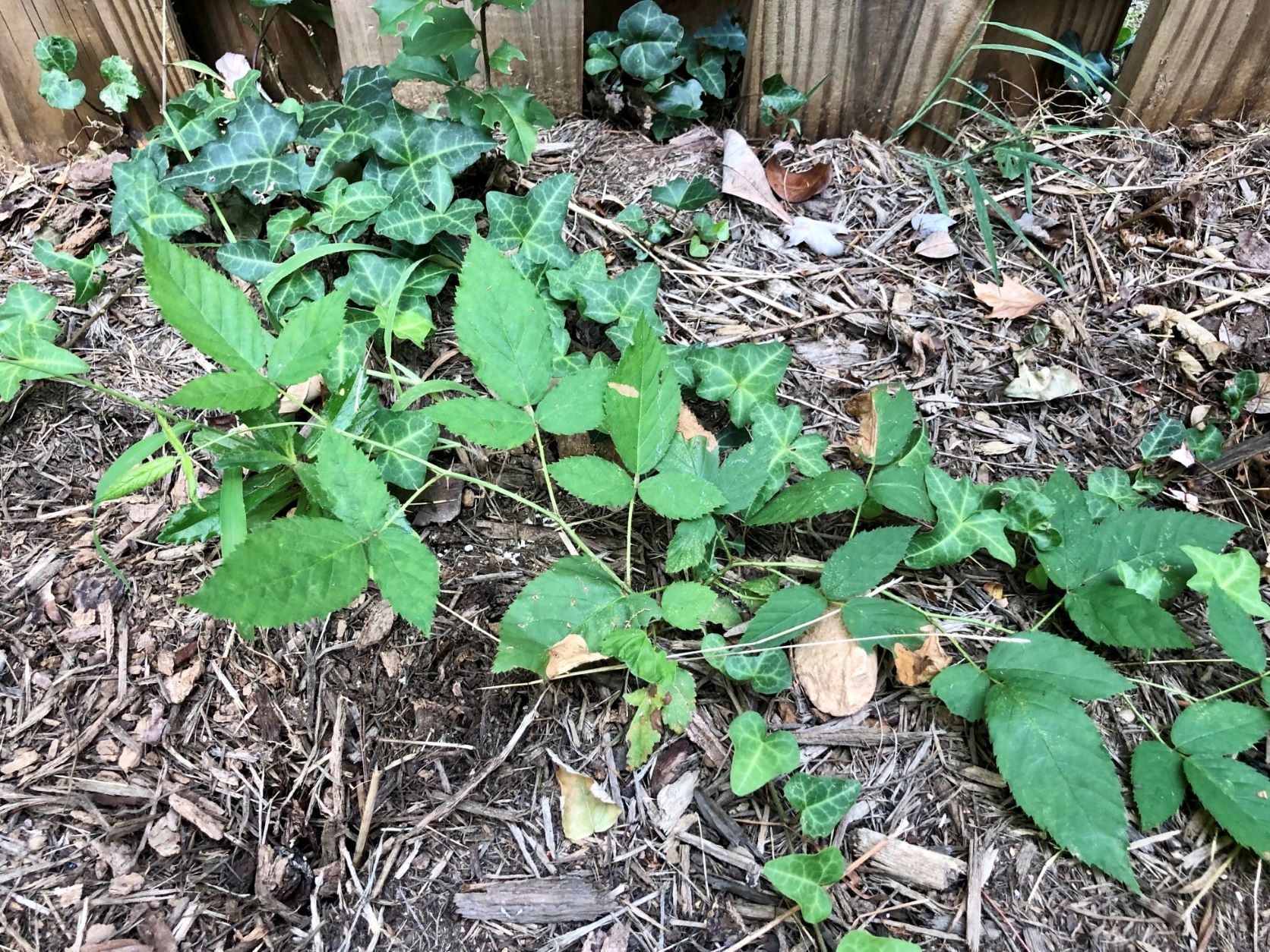 Poison Ivy growing inside the backyard.