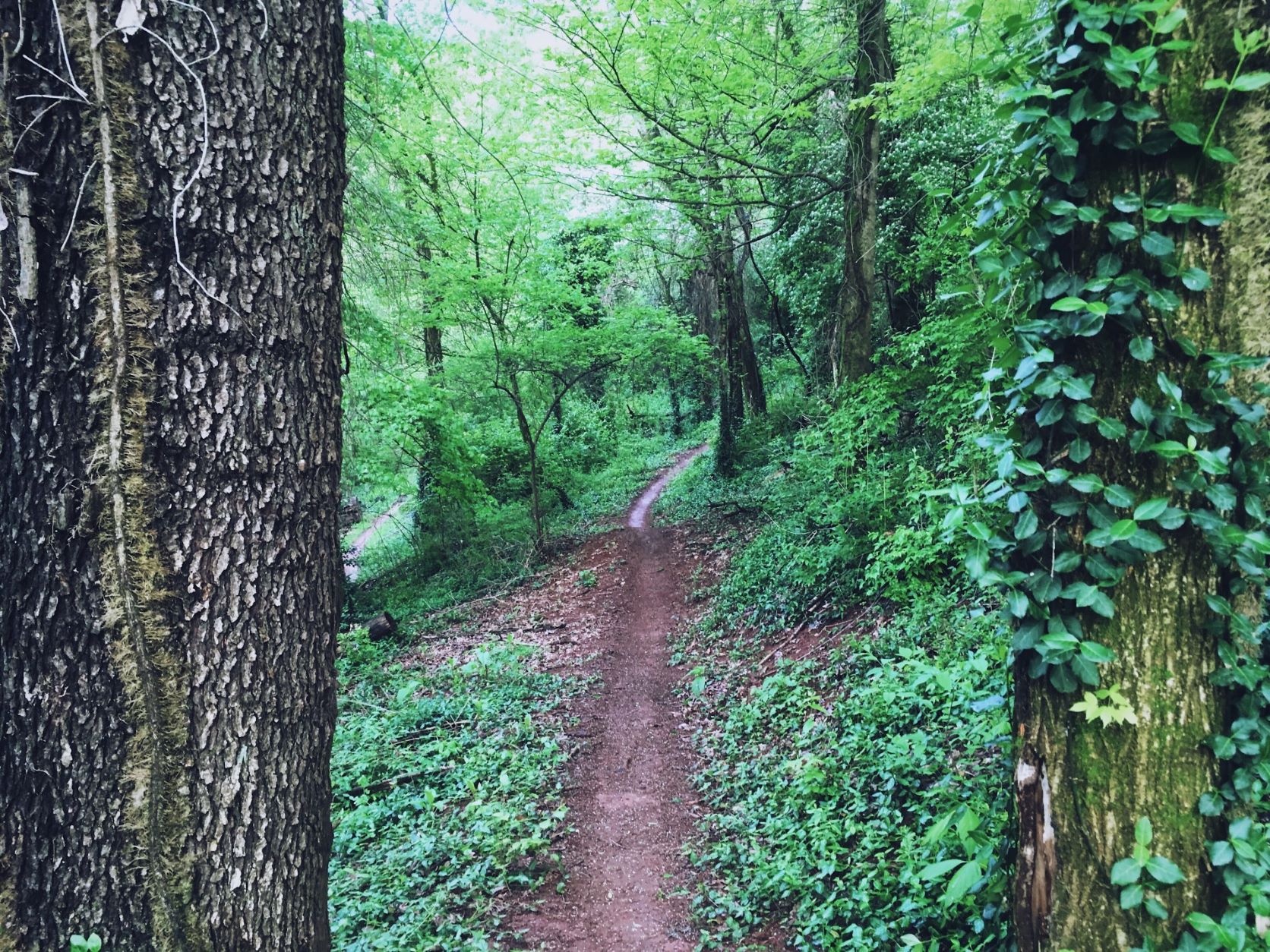Greenery jungle path with poison ivy alongside.