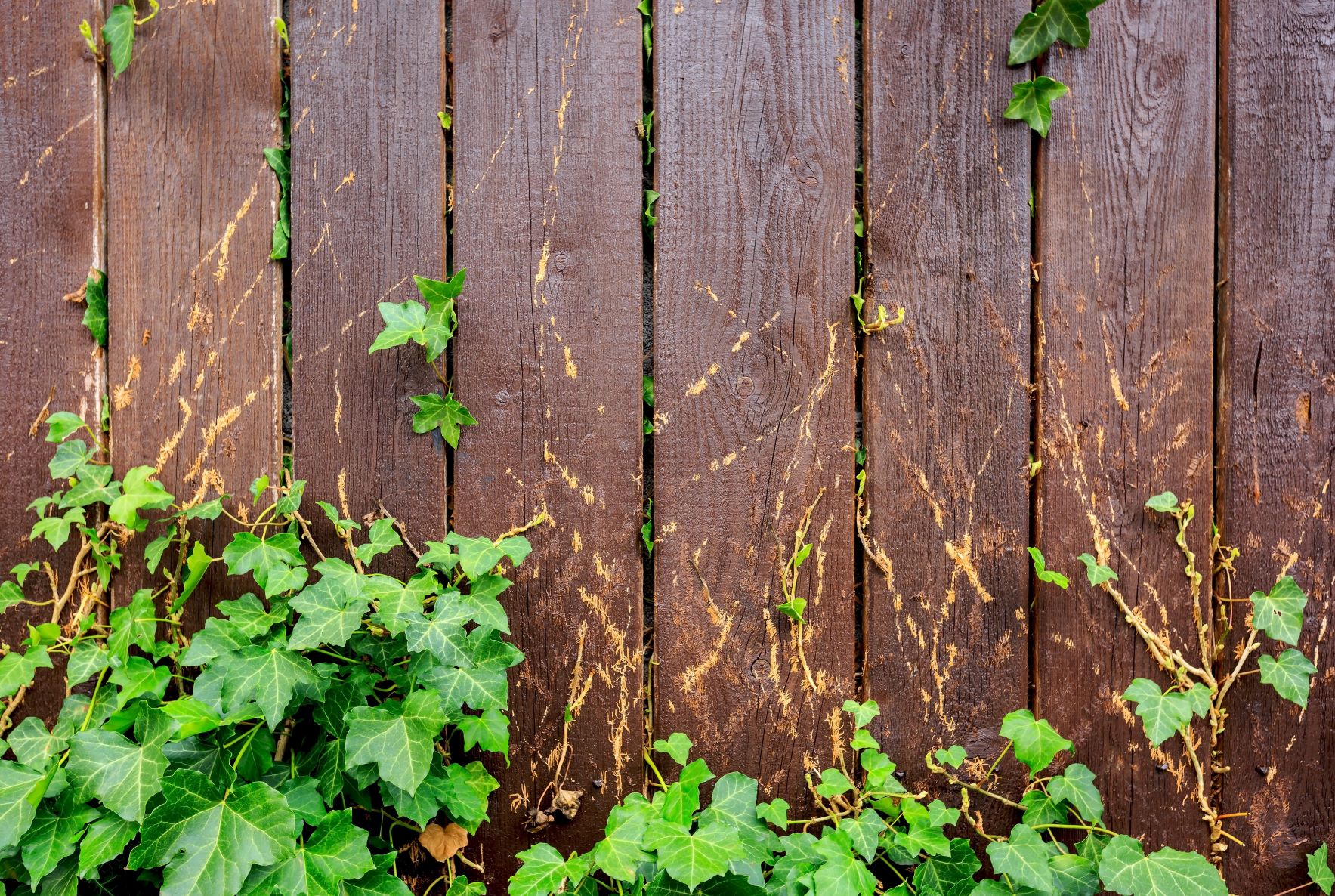 Poison ivy climbing up a wooden fence.