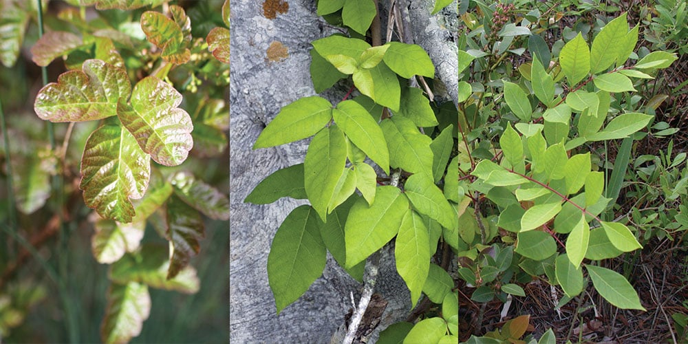 Poison Ivy, Poison Oak and Poison Sumac plants.