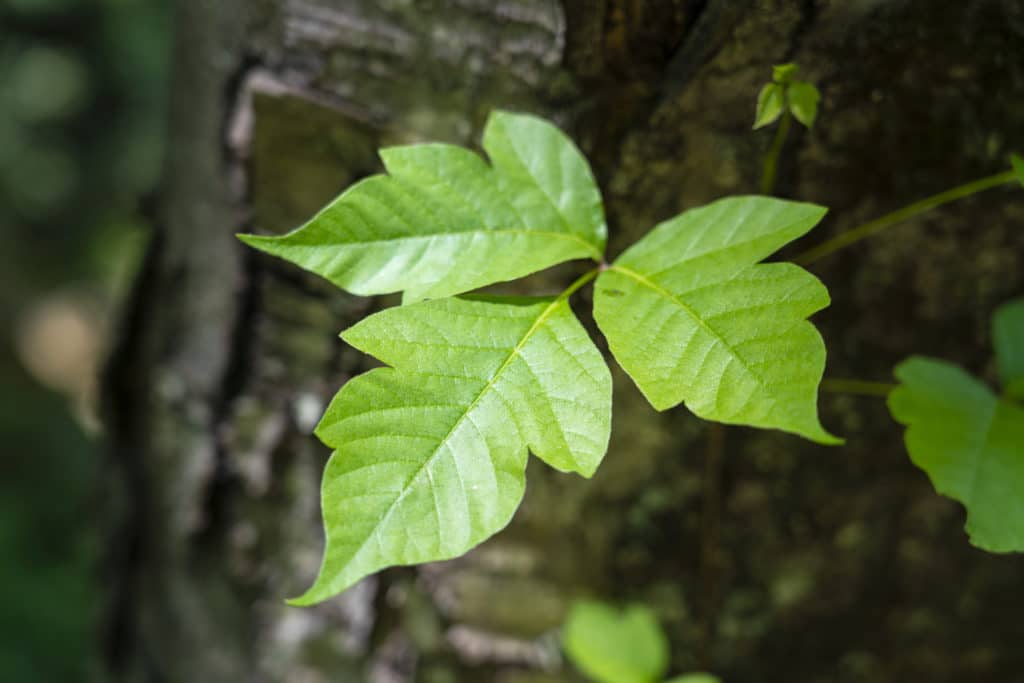 Poison Ivy In North Carolina, USA.