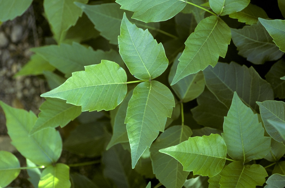 A close-up look at green young poison ivy leaves.