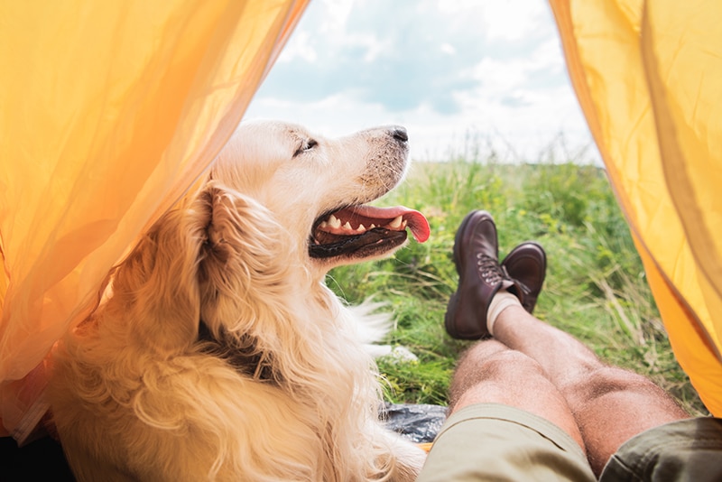 A partial view of a tourist in a tent with a golden retriever dog in a meadow.